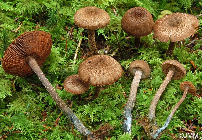 Inocybe calamistrata