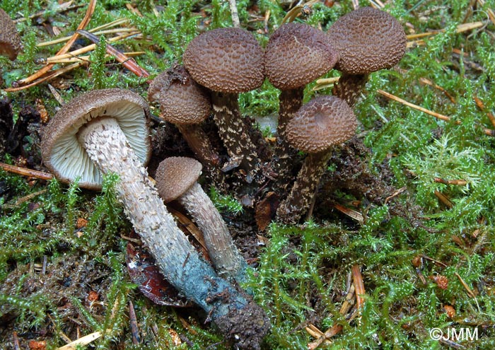 Inocybe calamistrata