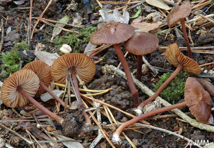 Inocybe calospora