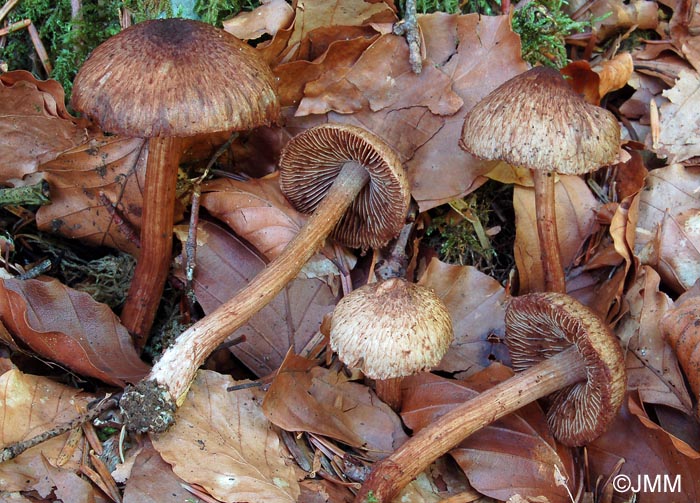 Inocybe cervicolor