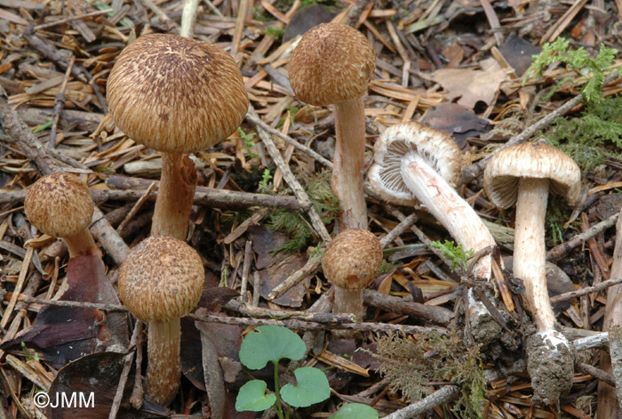 Inocybe cervicolor