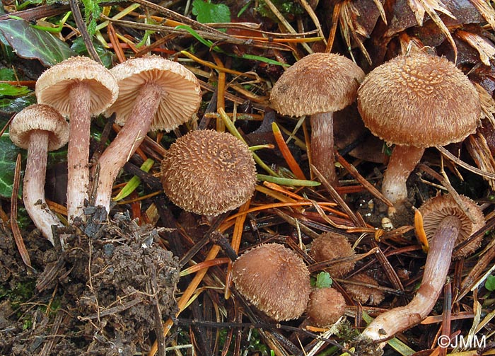 Inocybe cincinnata