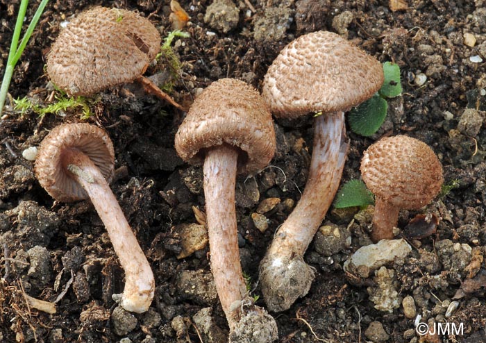 Inocybe cincinnata