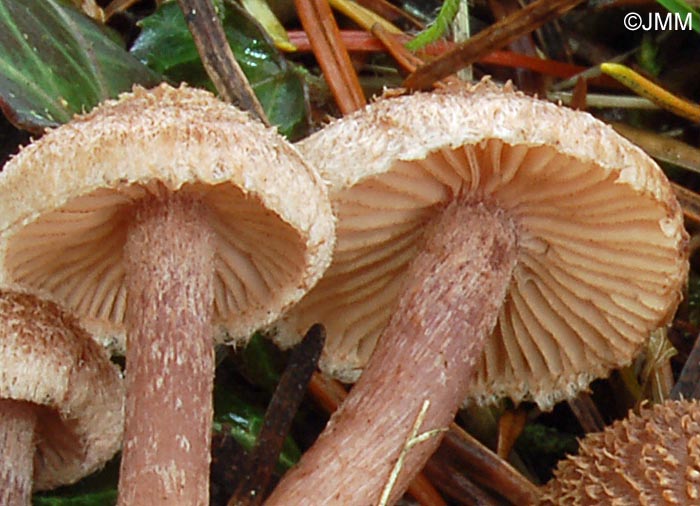 Inocybe cincinnata : Dtail des lames, surlignes de brun