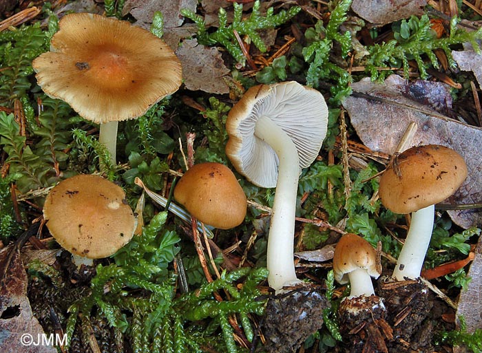 Inocybe cookei