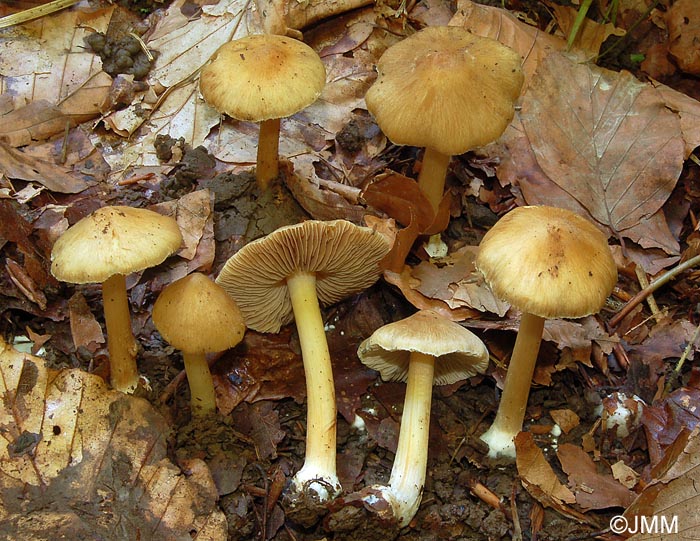 Inocybe cookei