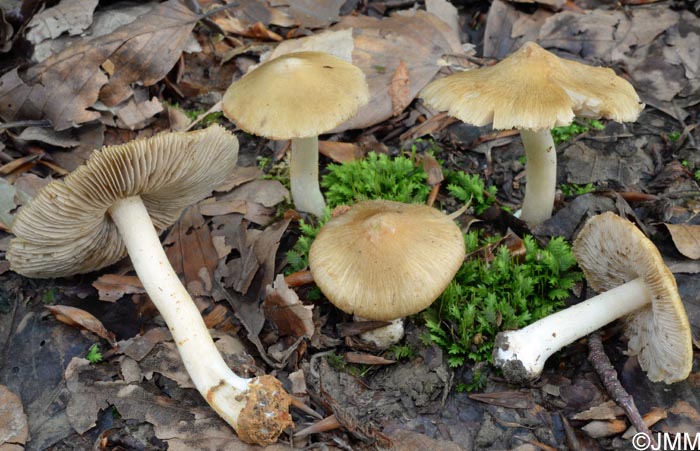 Inocybe cookei = Inosperma cookei