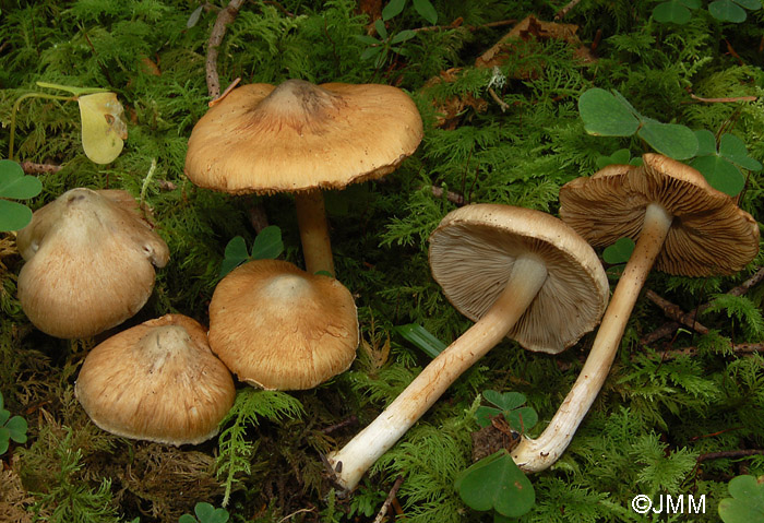 Inocybe corydalina