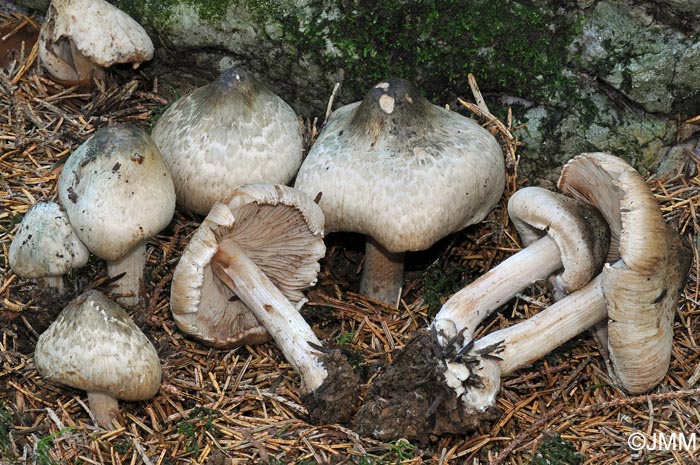 Inocybe corydalina