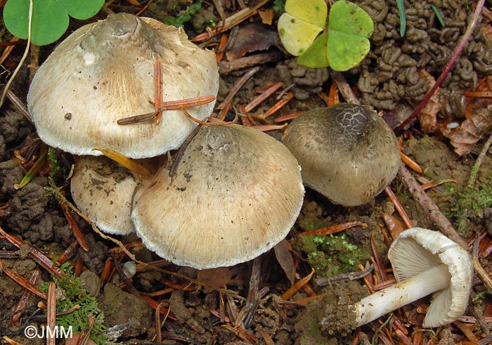 Inocybe corydalina