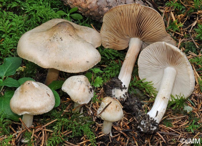 Inocybe corydalina