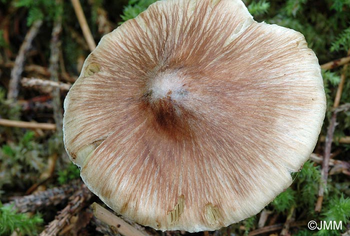 Inocybe fastigiata