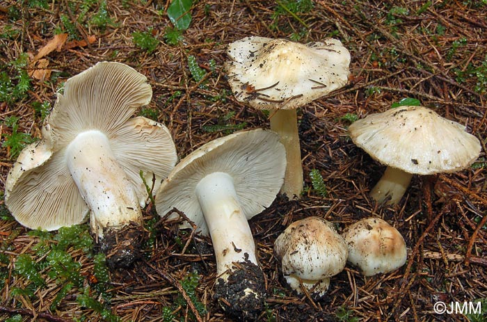 Inocybe fibrosa