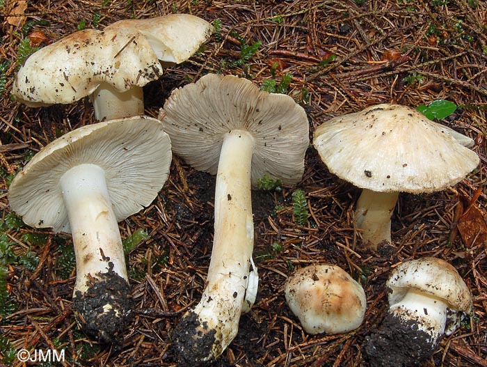 Inocybe fibrosa