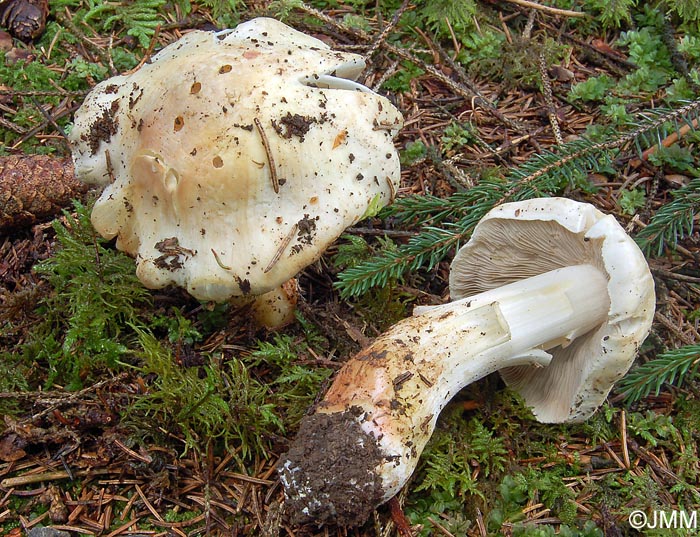 Inocybe fibrosa