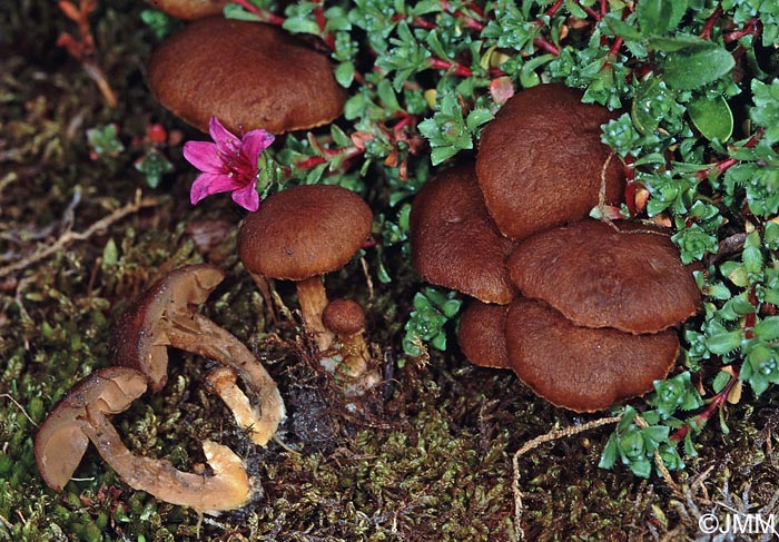 Inocybe fulvipes