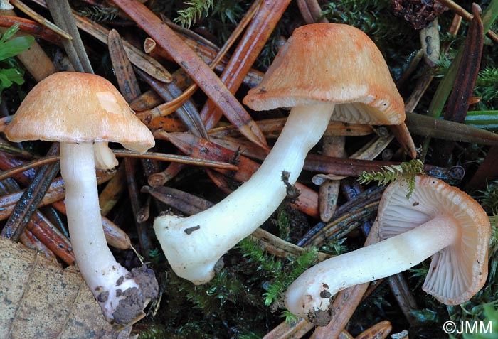 Inocybe godeyi