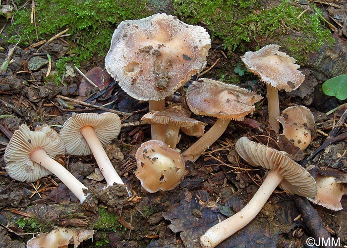 Inocybe grammata