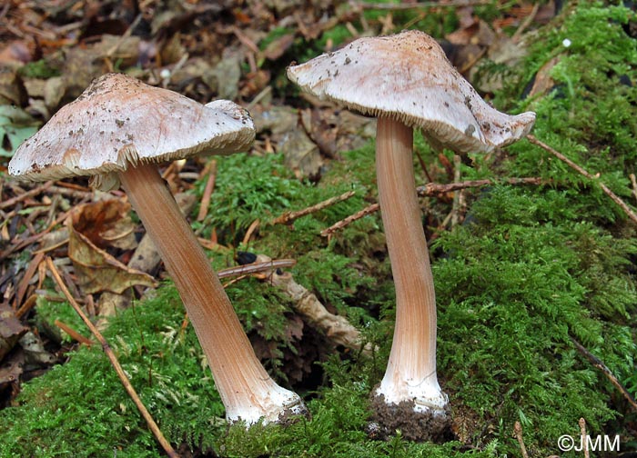 Inocybe grammata