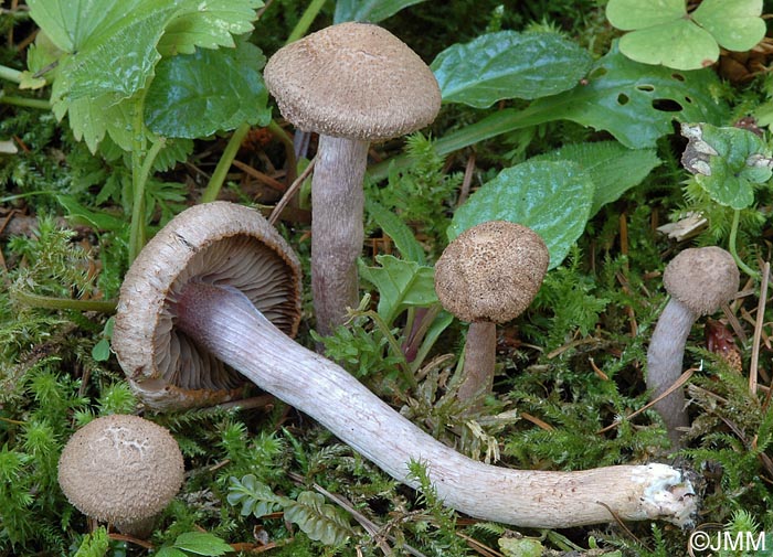 Inocybe griseolilacina