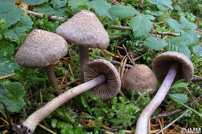 Inocybe griseolilacina