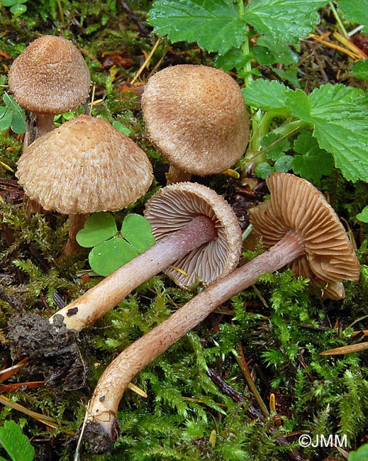 Inocybe griseolilacina