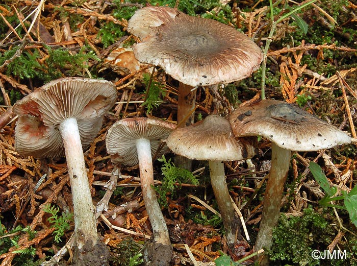 Inocybe haemacta