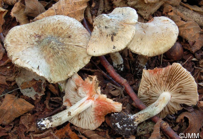 Inocybe haemacta