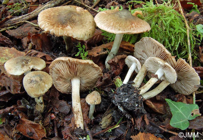 Inocybe haemacta