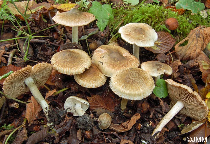 Inocybe haemacta