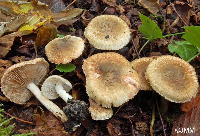 Inocybe haemacta