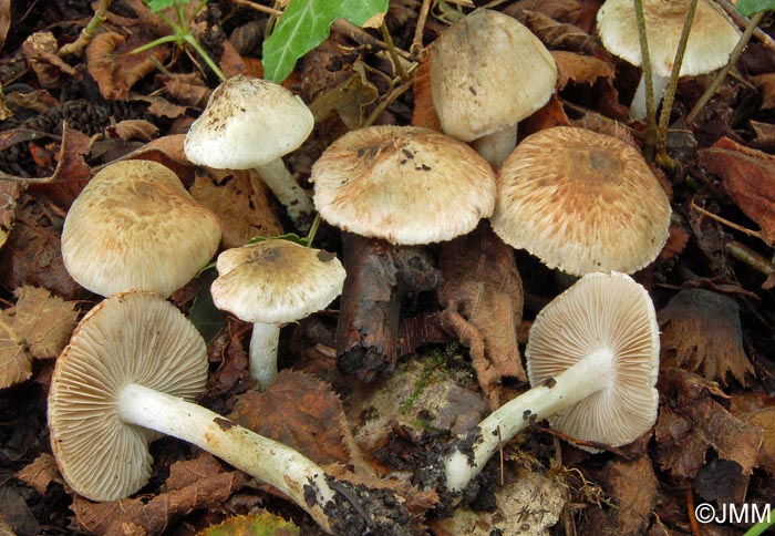 Inocybe haemacta