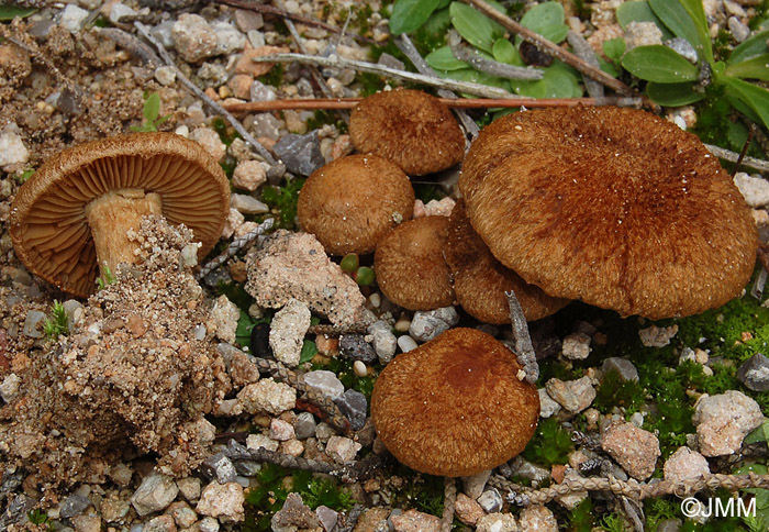 Inocybe heimii