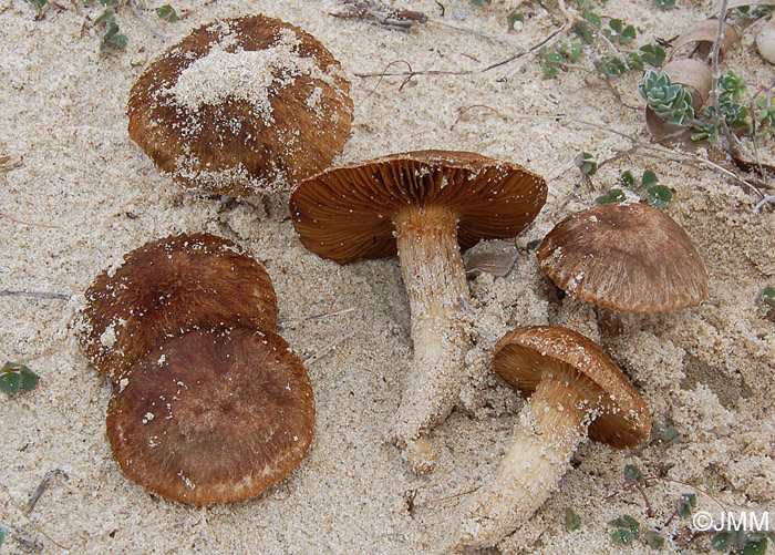 Inocybe heimii