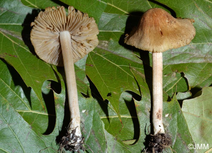 Inocybe hirtella