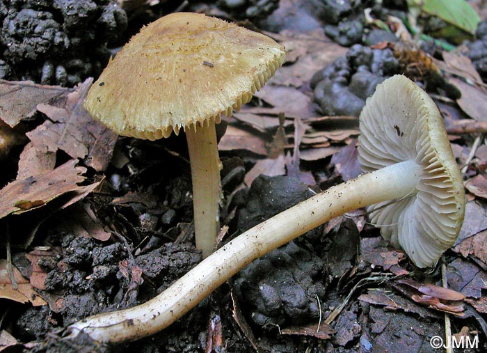 Inocybe hirtella