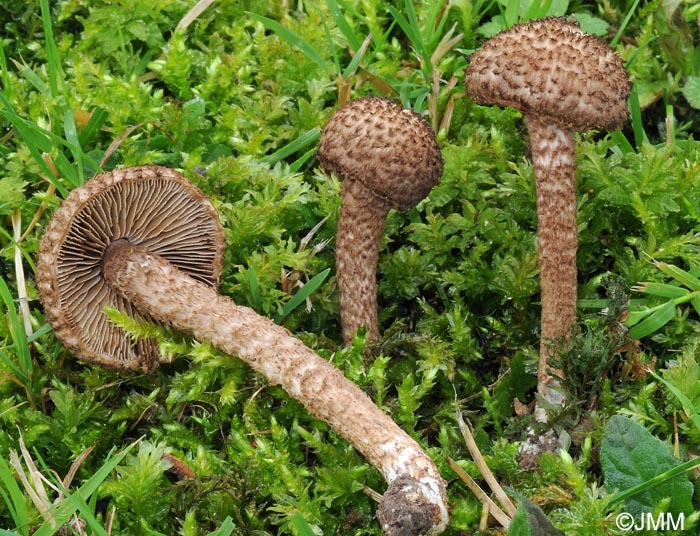 Inocybe hystrix