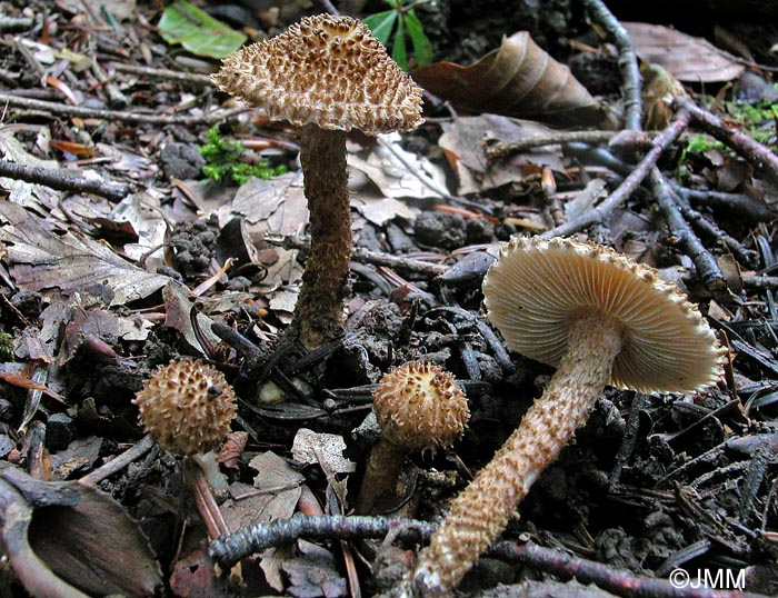 Inocybe hystrix