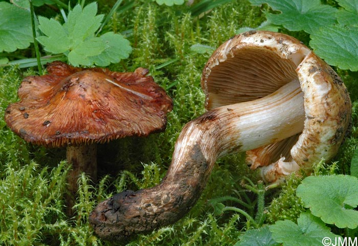 Inocybe incarnata = Inocybe piriodora var. incarnata