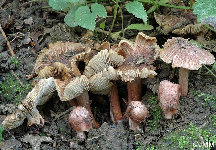 Inocybe jurana = Inosperma adaequatum