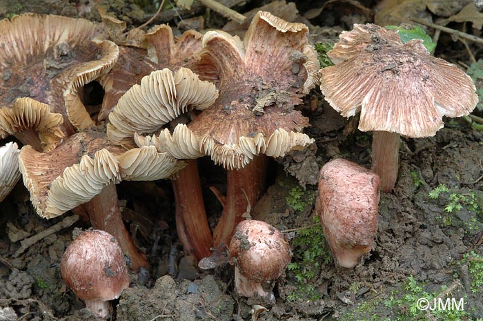 Inocybe jurana = Inosperma adaequatum