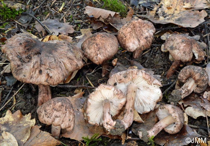 Inocybe jurana = Inosperma adaequatum