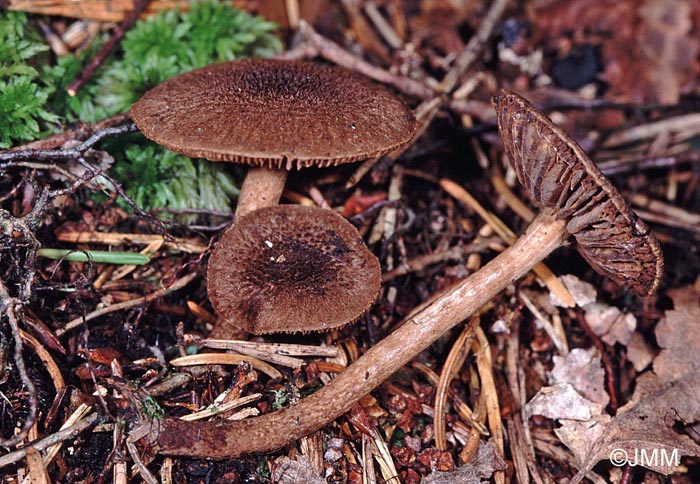 Inocybe lanuginosa var. lanuginosa 