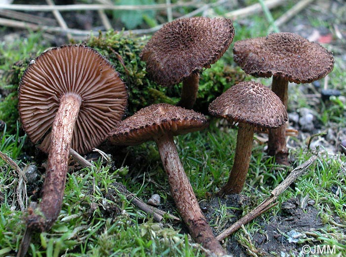 Inocybe lanuginosa var. ovatocystis