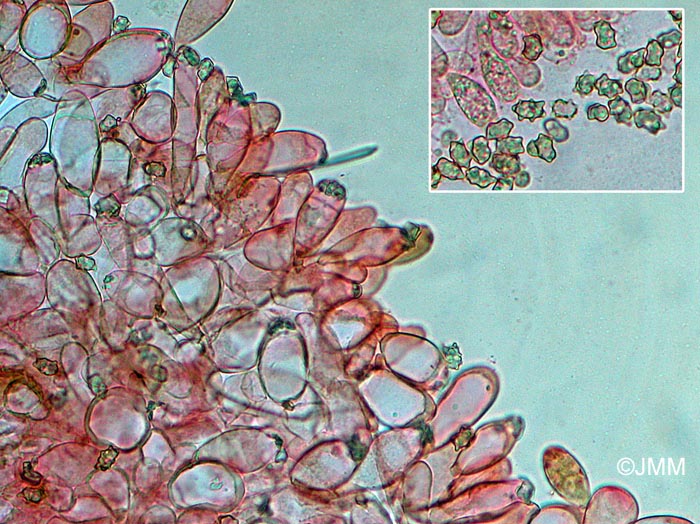 Inocybe lanuginosa var. ovatocystis : spores et cystides