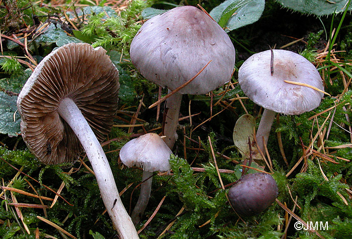 Inocybe geophylla var. lilacina