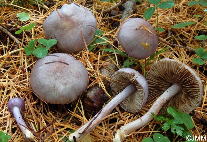 Inocybe geophylla var. lilacina = Inocybe lilacina