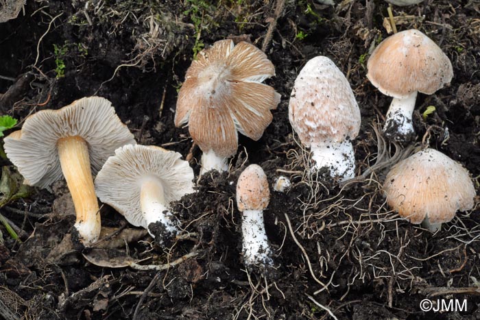 Inocybe maculata