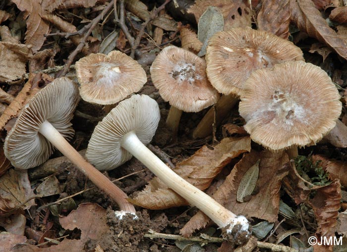 Inocybe maculata = Inosperma maculatum