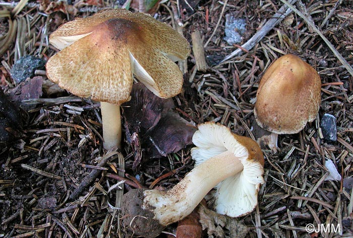 Inocybe margaritispora